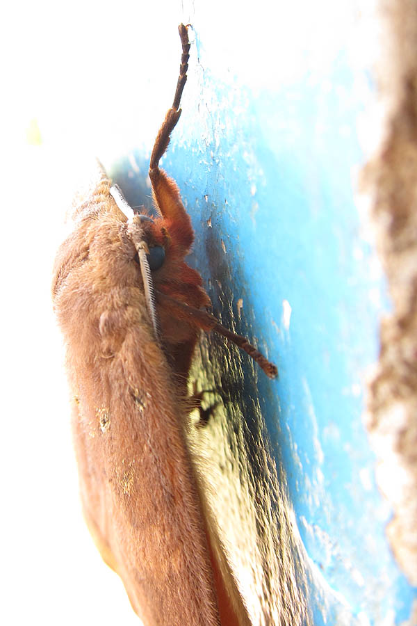 Blue-eyed big brown moth